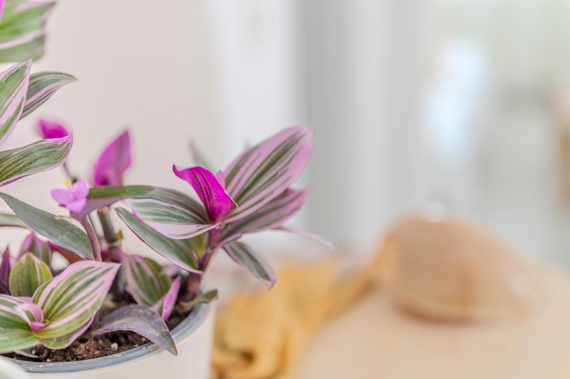 Stamatia Suites Asprovalta Buitenkant foto